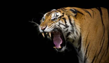 Sumatran tiger profile on a black background clipart