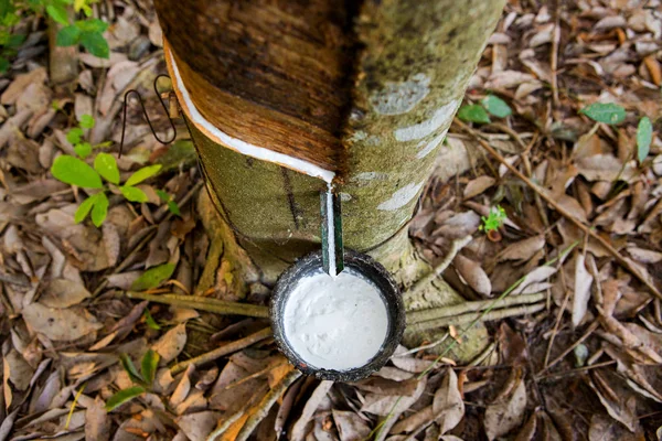 Latex extrait d'un arbre à caoutchouc source de caoutchouc naturel — Photo