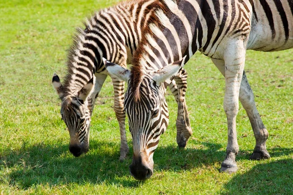 Zebra legelés az állatkertben — Stock Fotó