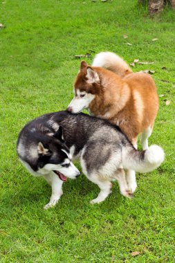 Sibirya Husky köpek bahçede
