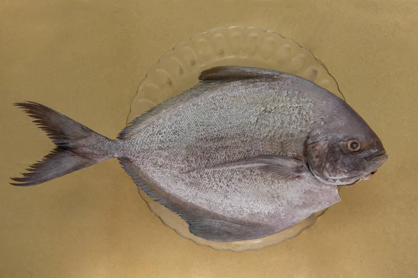 Black fish pomfret in dish — Stock Photo, Image