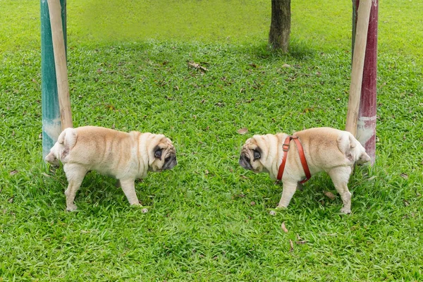 Los perros orinan en el jardín. . — Foto de Stock