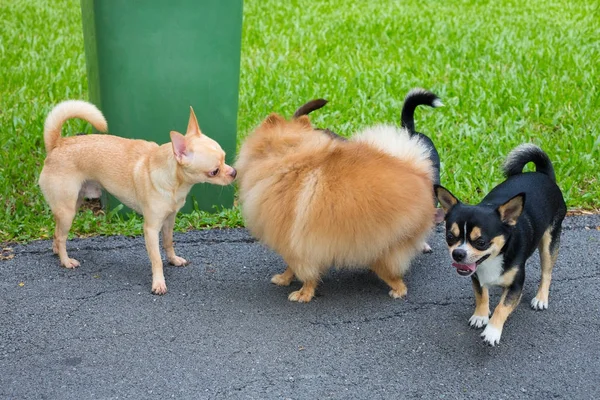 Juego de perros en el jardín — Foto de Stock