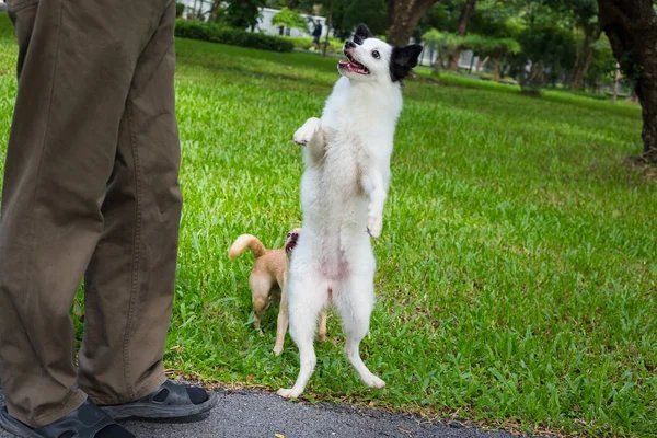 Muchos perros pasean por el parque . — Foto de Stock