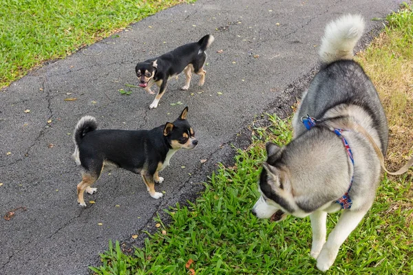 Perro Chihuahua en el jardín . — Foto de Stock