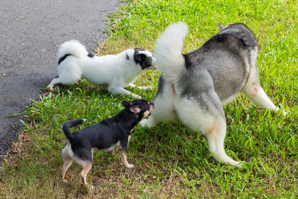 Juego de perros en el jardín — Foto de Stock