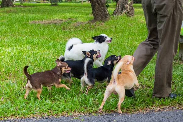 Molti cani camminano nel parco . — Foto Stock
