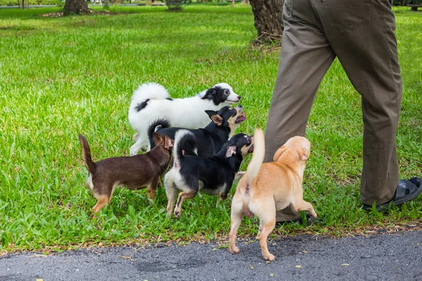 Molti cani camminano nel parco . — Foto Stock