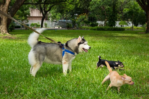 Cane giocare in giardino — Foto Stock