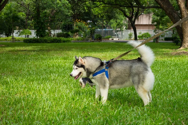 Siberian Husky Dog in the Garden — Stock Photo, Image