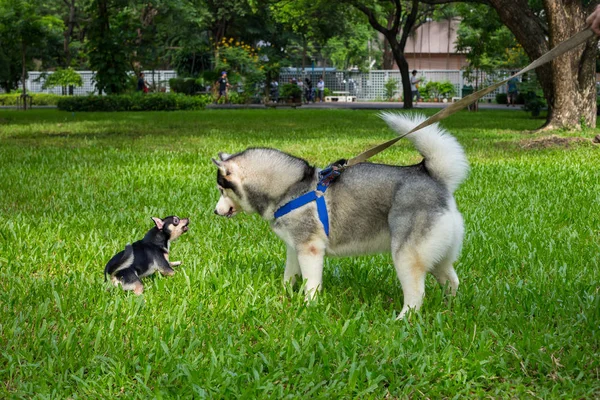 Juego de perros en el jardín — Foto de Stock