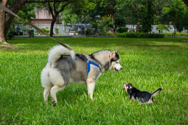 Juego de perros en el jardín — Foto de Stock