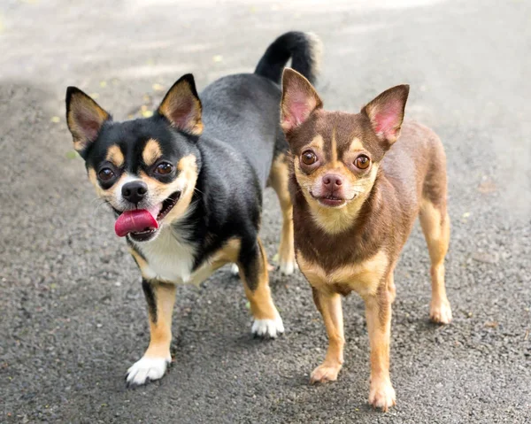 Perro Chihuahua en el jardín . — Foto de Stock