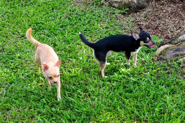 Perro Chihuahua en el jardín . — Foto de Stock