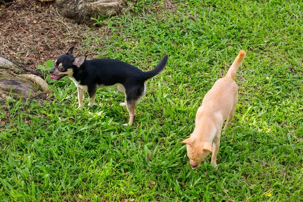 Perro Chihuahua en el jardín . — Foto de Stock