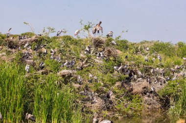 Leylek boyalı kuş yuva