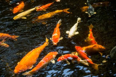 Göldeki koi balığı.