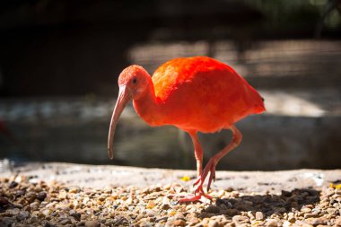Kızıl aynak (Eudocimus ruber) yakından.