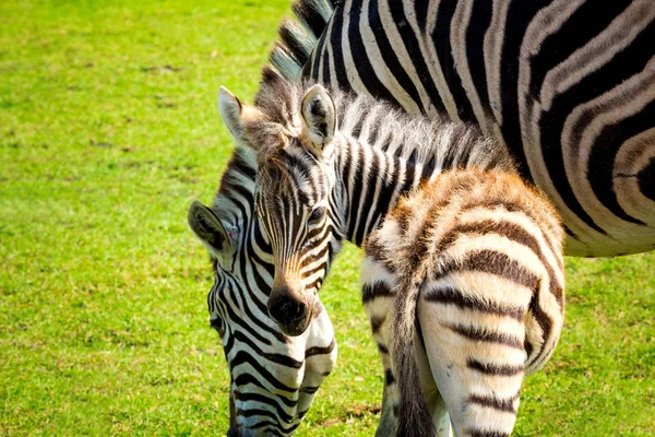 Zebrawelpen sind im Zoo. — Stockfoto