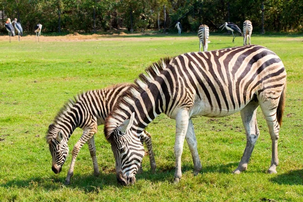 Zebra nello zoo — Foto Stock