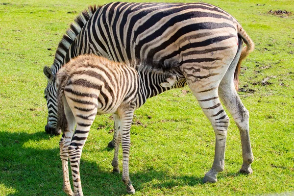 Zebra im Zoo ist fleißig. — Stockfoto