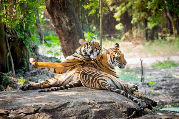 Бенгальский тигр отдыхает в зоопарке — стоковое фото