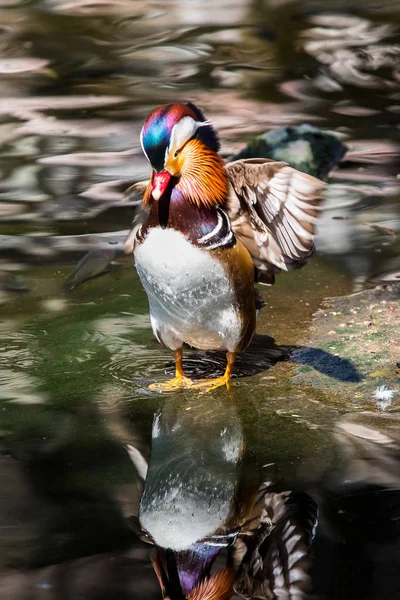 Pato mandarim no zoológico — Fotografia de Stock