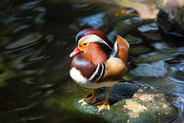 Pato mandarim no zoológico — Fotografia de Stock