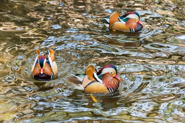 Mandarin ördeği Hayvanat Bahçesi — Stok fotoğraf
