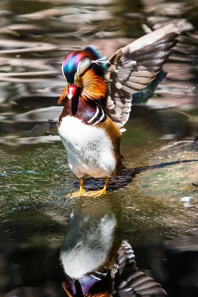 Pato mandarim no zoológico — Fotografia de Stock