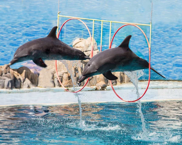 Los delfines están saltando durante el espectáculo — Foto de Stock