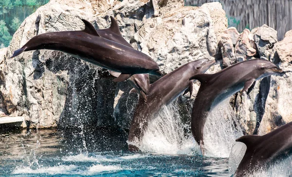 Los delfines están saltando durante el espectáculo — Foto de Stock