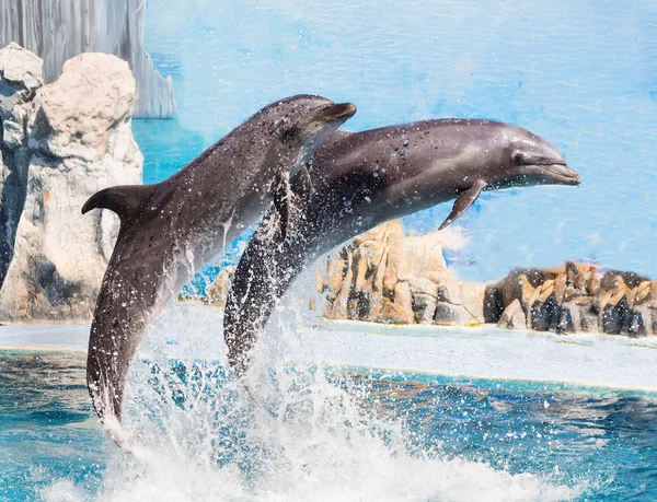 Los delfines están saltando durante el espectáculo — Foto de Stock