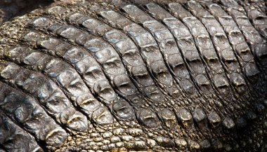 Hayvanat bahçesinde timsah