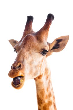zürafa baş beyaz bir arka plan üzerinde.