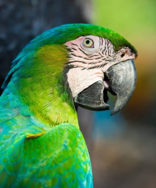 Hayvanat bahçesinde papağan