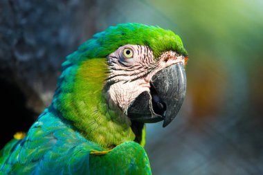 Hayvanat bahçesinde papağan