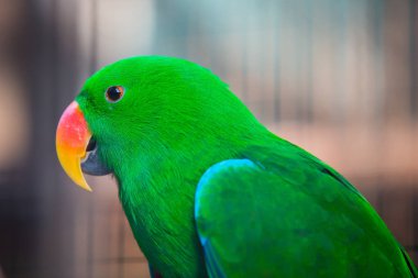 Bir erkek karma Eclectus papağanı Close-Up