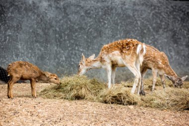 Hayvanat bahçesinde geyik yıldız