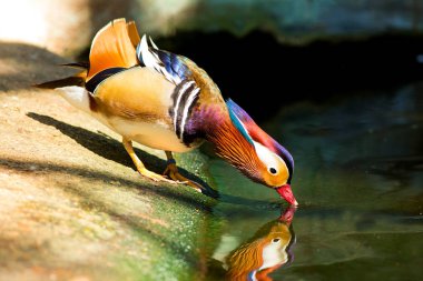 Mandarin duck in the zoo clipart