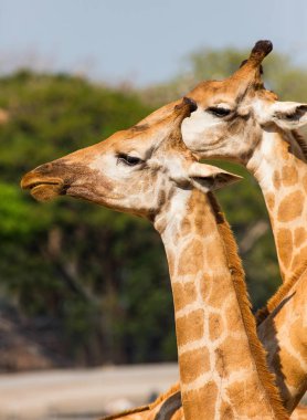 Hayvanat bahçesinde zürafa kafa