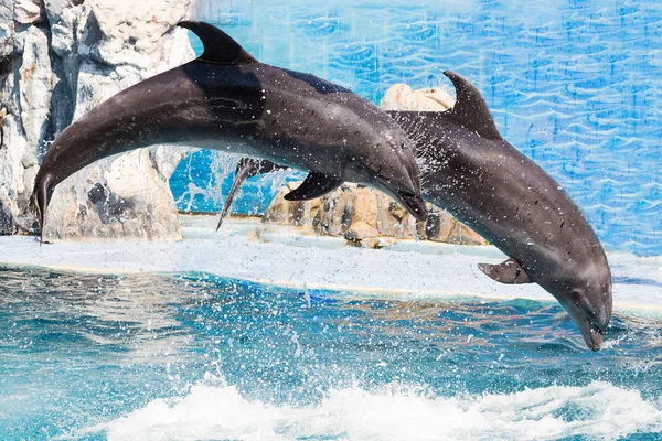 Dolphins are jumping during the show