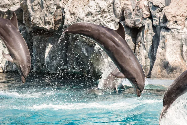 Dolphins are jumping during the show