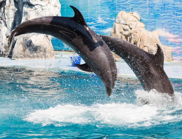 Los delfines están saltando durante el espectáculo — Foto de Stock