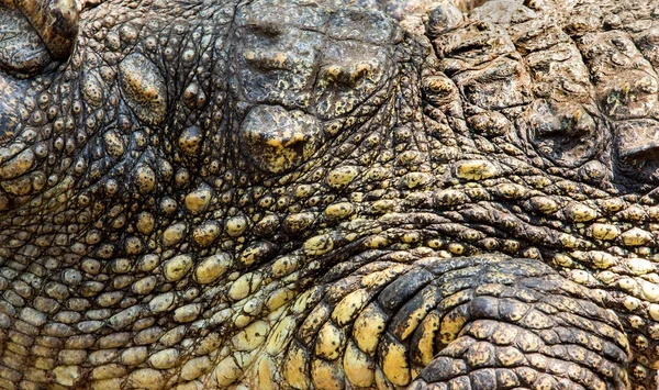 Couro de crocodilo no zoológico — Fotografia de Stock