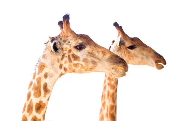 Žirafí hlava na bílém pozadí. — Stock fotografie