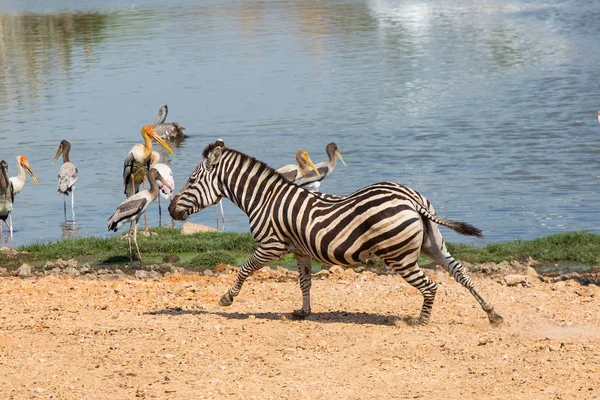 Zebrastreifen im Zoo — Stockfoto