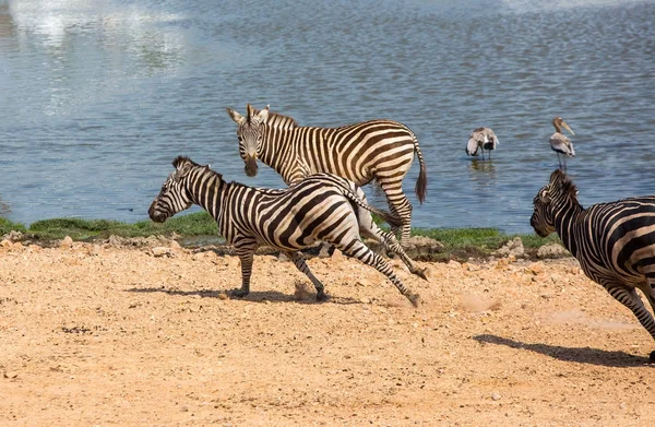 Zebrastreifen im Zoo — Stockfoto