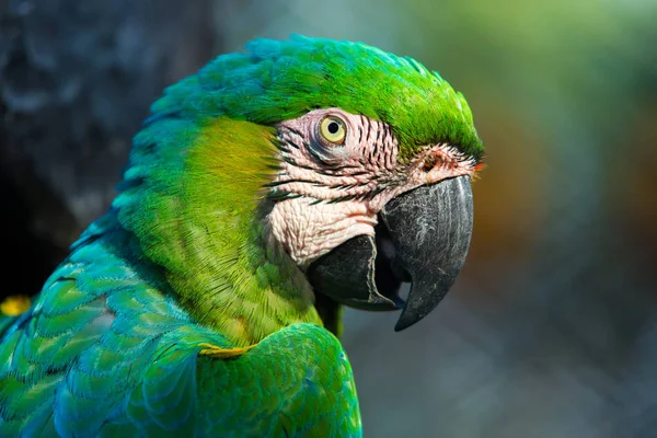 Guacamayo en el zoológico — Foto de Stock