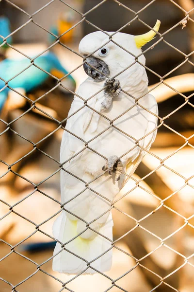 Какаду в зоопарке — стоковое фото